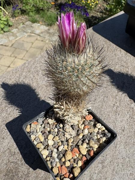 Gymnocactus booleanus